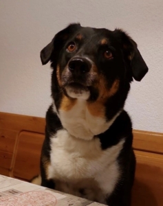 Filou
