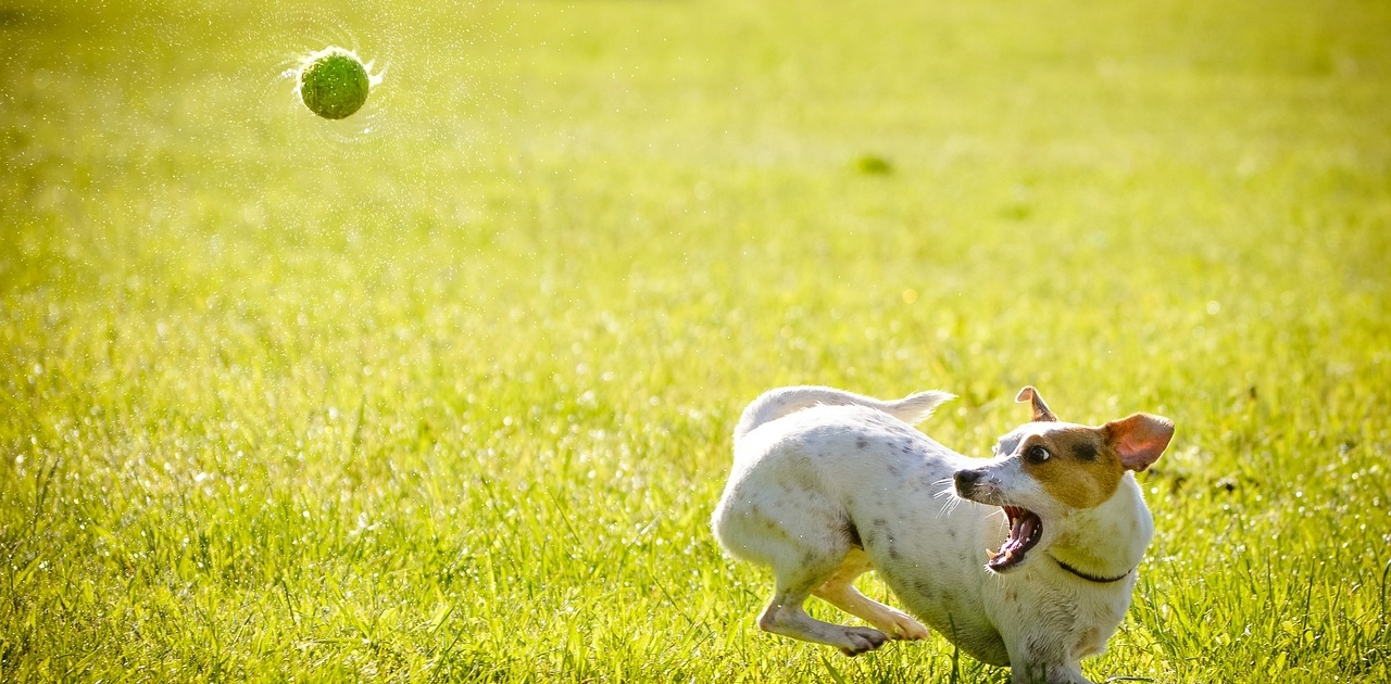 dog-1367297_1280