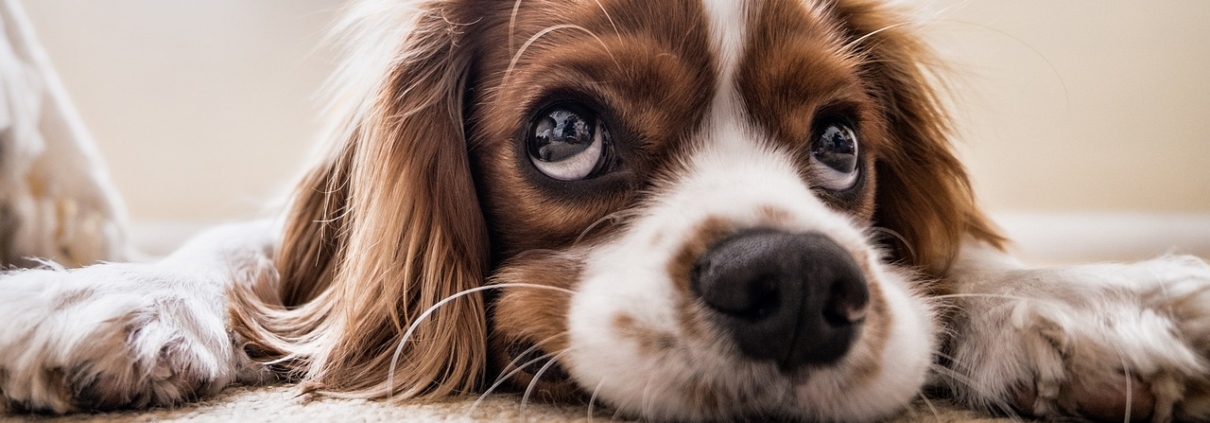 puppy-2785074_1280